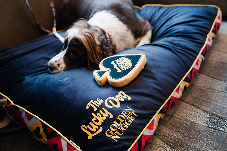 5 Lucrative Business Ideas for People Passionate About Pets
