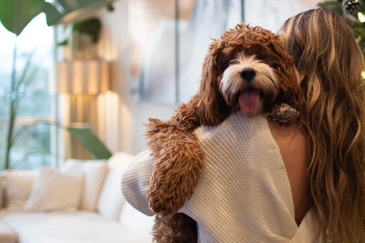How To  Celebrate National Puppy Day