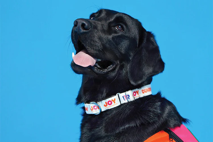 Pet Parents Advised To Include Pets In Evacuation Plans