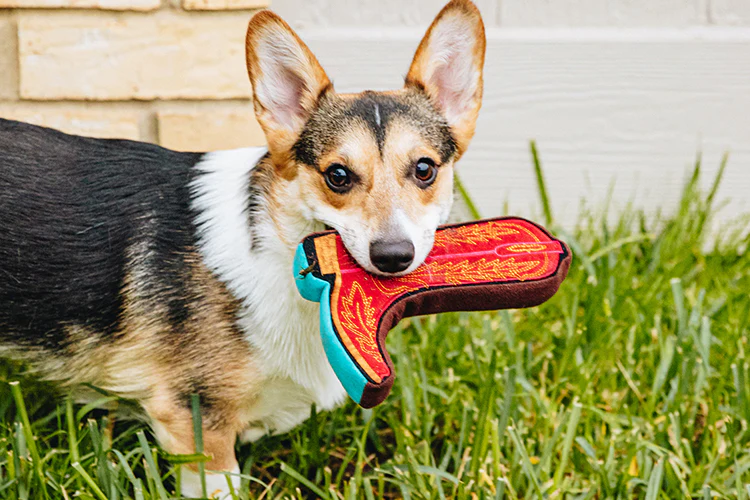 US Market for Dog Treats and Chews Projected to Exceed USD 4.8B by 2033